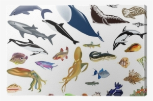 Large Set Of Color Sea Animals Canvas Print • Pixers® - Animales Del Mar A Colores #3854194