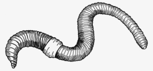 Sara Moledor Earthworms And Vermicomposting Have Long - Twitter #3858039