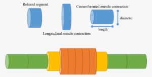 320 × 168 Pixels - Earthworm Peristalsis #3858145