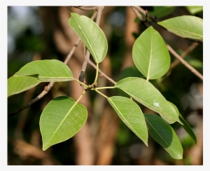 Next Prev With Great Indoor Plants Top View Png - Weeping Fig #3858284