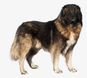 Appearance Of Caucasian Shepherd - Dog #3859031