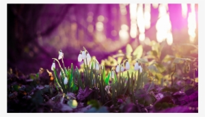 Score 50% - Spring Desktop Backgrounds #3859077