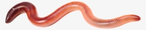 I Do Have A Limited Supply Of Free Worms To Giveaway - Earthworm #3859461