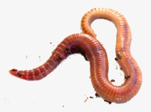 An Earthworm - Red Worms #3859528
