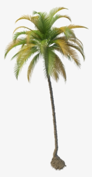 Coconut Tree - Coconut Tree Png File #3860012