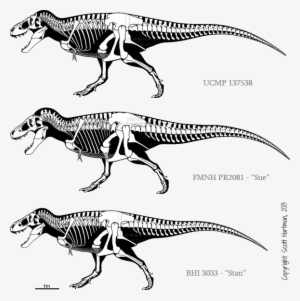Dinosaur Duels - Carcharodontosaurus Skeleton #3860017