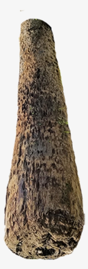 Cypress Logs - Tunica #3862884