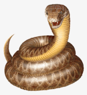 Python Png, Transparent Python Png Image Free Download - Pngkey