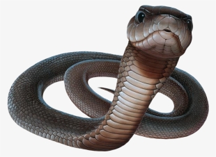 Black Mamba With White Background #3863478