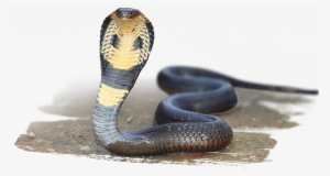 Image - Snakes: 101 Super Fun Facts And Amazing #3863591