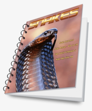 Cape Town's Most Venomous Snakes, Snakebite Emergency, - Burmese Python #3863776