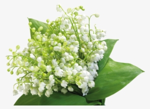 Tubes 1 Mai Muguet Png - Muguet Png #3864931