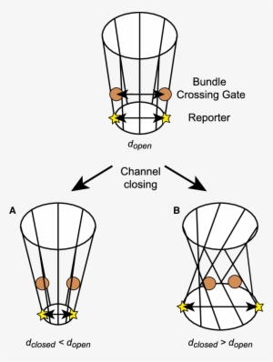 Geometric Models For Gating A K Þ Channel With An Hbc #3865913