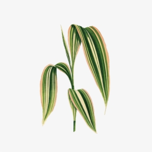 Palm-001 - Cornstalk Dracaena Leaf Art - Scrabble Tile Pendant #3866670