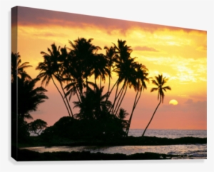 Hawaii, Big Island, Wailua Bay, View Of Palm Trees #3866749