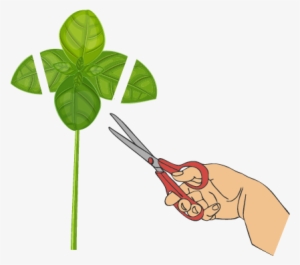 Cut Large Leaves - Leaf #3867141