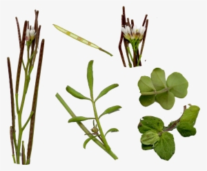 Weed Leaf Png - Hairy Bittercress #3867168 Weed Leaf Png - Hairy Bittercress #3867168