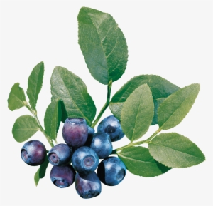 Blueberries Png - Blueberry Leaf #3868922