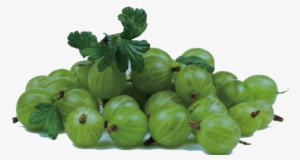 Growing Gooseberries, Planting Gooseberry Bushes, Gooseberry - Gooseberry #3869194