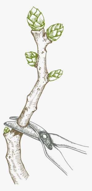 Pruning Blueberry Bush - Acacia Greggii #3869499