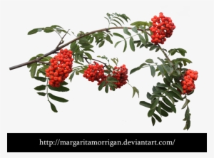 Rowan - Рябина Png На Прозрачном Фоне #3870171