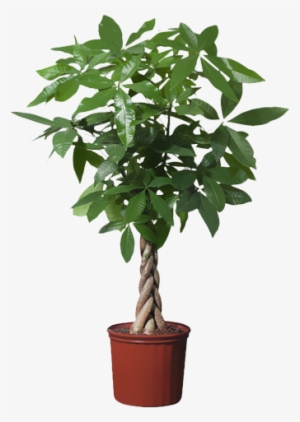 Money May Not - Pachira Aquatica #3870775