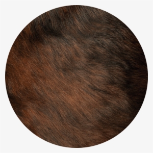 Red Brindle - Brindle #3870778