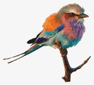 , , - Roller Bird Png #3871530