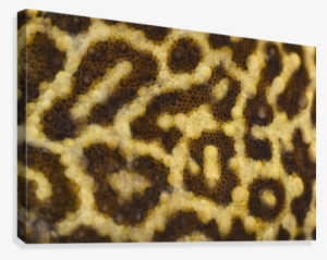Close Up Of Leopard Gecko Skin Patterns Canvas Print - Common Leopard Gecko #3871599
