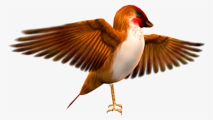 Finch Hd Birds - 飞翔 的 小 鸟 图片 #3871604