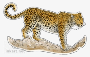 African Leopard Art Decal - Leopard Drawing In Color #3871619