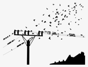 Birds,the Flight Of Birds,pole,current,power Supplies,strommast, - Desenho De Passaros Nos Fios #3871733