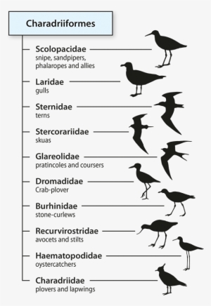 Taxonomic Divisions To The Family Level Within The - Taxonomic Family #3871864