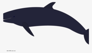Killer Whale Png Transparent Images - Beluga Whale #3872600