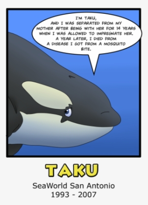 Orca Aware - Taku Orca - Free Transparent PNG Download - PNGkey