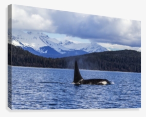 An Orca Whale, Or Killer Whale, Surface Near Juneau #3872764
