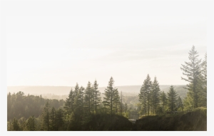 Schedule - Shortleaf Black Spruce #3875827