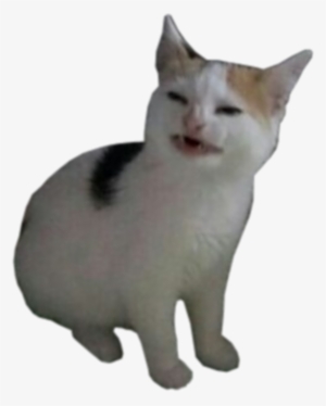 Cat #3877007