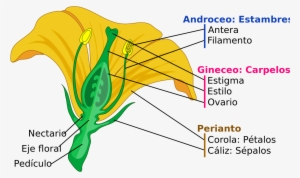 Mature Flower Cropped-es - Composicion De Una Flor #3878009