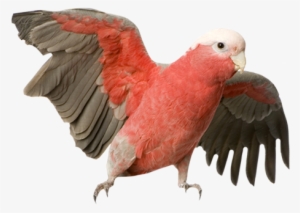 Large Parrots - Galah Cockatoo #3878753
