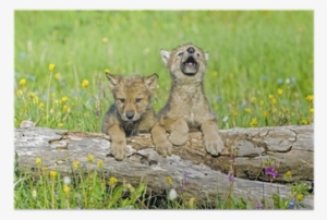 Baby Wolf Cubs Near Their Den Site - Steps For Us To Conserve Wildlife #3878757