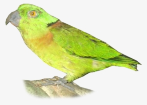 Black-collared Lovebird #3878811