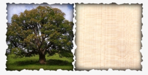 Part Of The Maple Family, The European Sycamore Has - Sycamore Maple #3878887