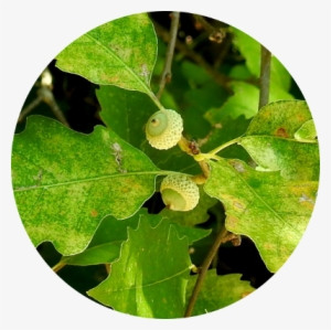 Meet At 2 Pm At Wallaceburg Sycamore Woods - Quaking Aspen #3879097