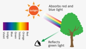 How Human Eye Can See A Green Leaf - 葉 が 緑 に 見える 理由 #3880111