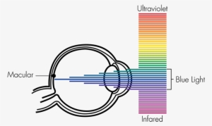 Blue Light Retinal Injury - Retinal Blue Light Hazard #3880313