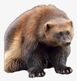 Wolverine Clipart Animal Face - Wolverine Canadian Animals #3882222