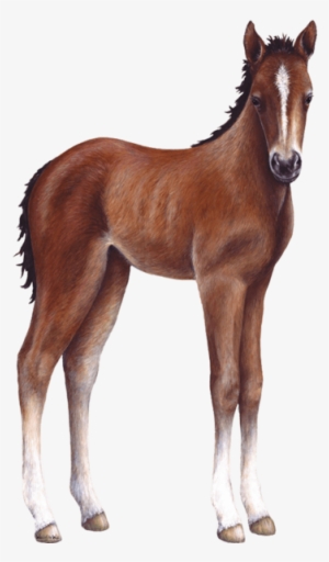 Foal Farm Animal Wall Decal Sticker - Baby Horse Transparent Png #3883310
