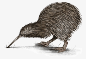 Kiwi - Native Nz Birds Transparent #3883592