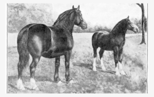 The Broodmare In Fall - Small Farmer's Journal #3883917